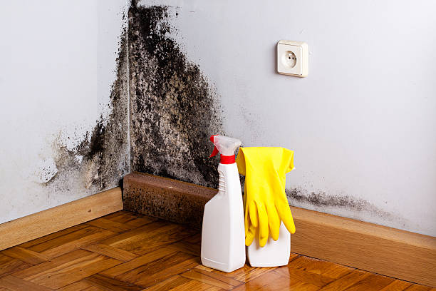 Best Residential Mold Remediation in Lynchburg, TN